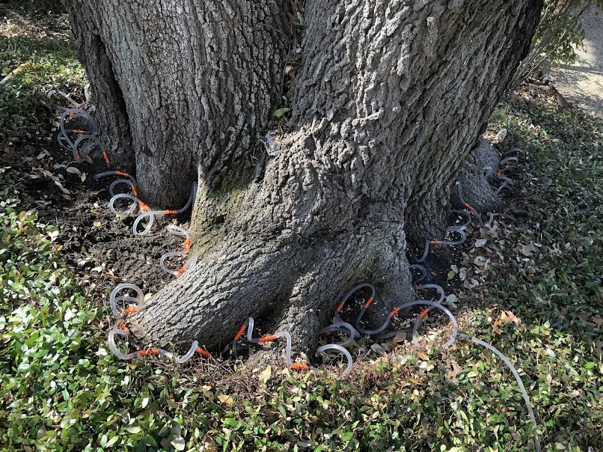 Detailed Tree Cabling and Bracing job site in Selma