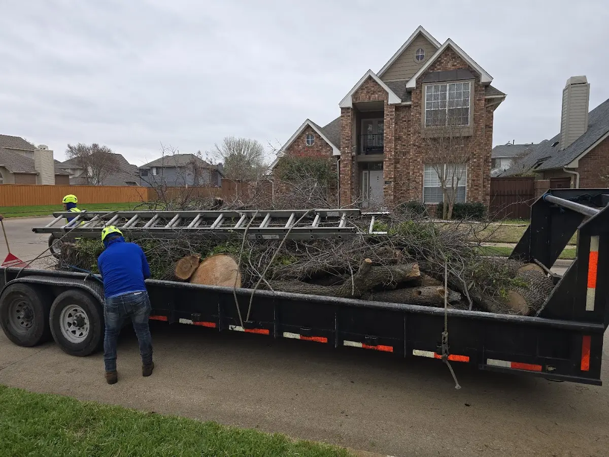 Expert Tree Pest Control with proper safety equipment in Selma